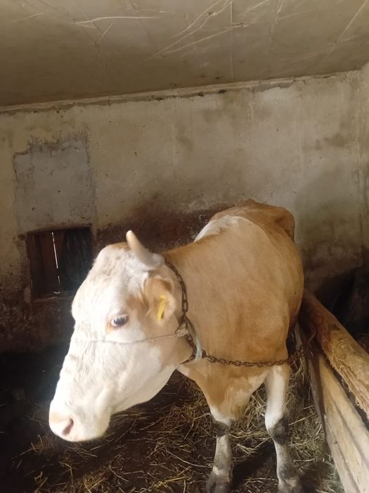Vacă de vânzare – 5 ani, gestantă în 2 luni – 9.500 lei negociabil