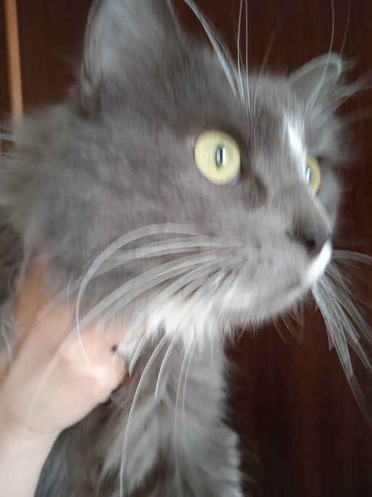 Кошечка -пушистая красавица, 1 годик.