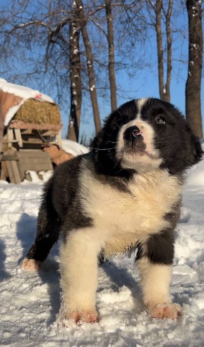 среднеазиатская овчарка