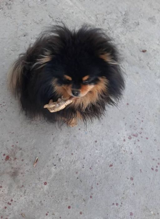 Продам | Немецкий Шпиц