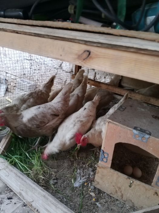 Loman sendi uyda boqilgan tovuq