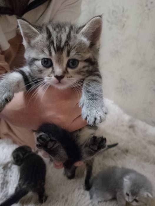 Шотландское вислоуха