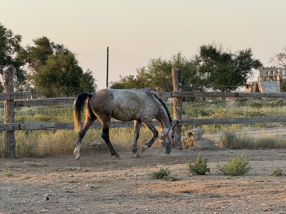 Продам жеребца Орловский рысак верховой