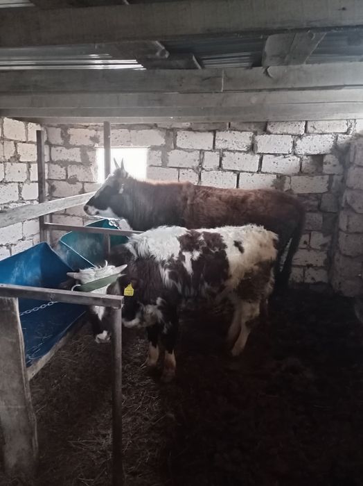 Баспақ сатылады күйі жақсы