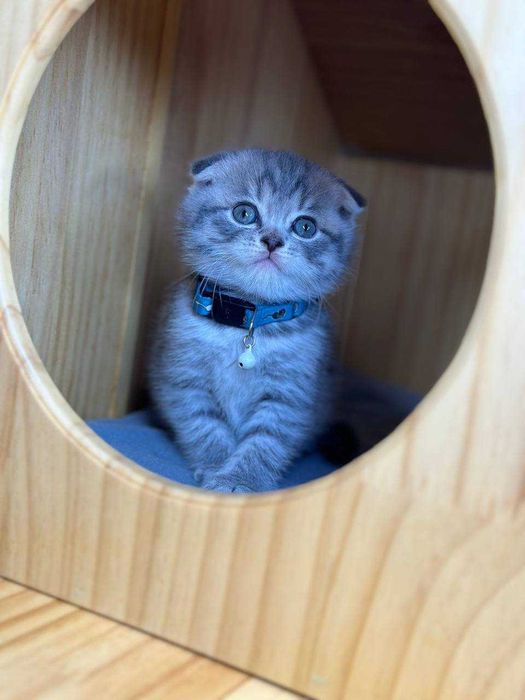 Чистокровная скоттиш фолд с международным паспортом