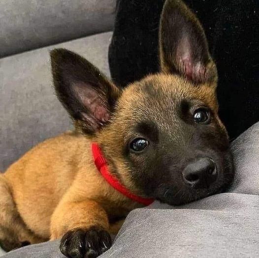 Ciobanesc Belgian Malinois - Mascul / Femela, 8 saptamani, carnet de sanatate, vaccin