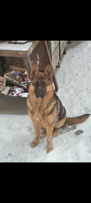 Вязка кобель немецкой овчарки