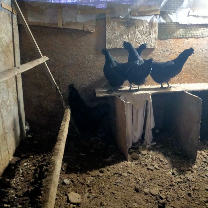 Ухейлио тауықтарды.