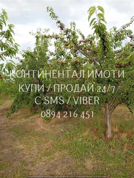 Код 70004. Плододаваща черешова градина 9500м2, разположена на стената на язовир