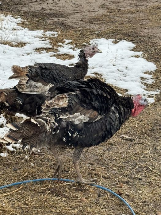 Kurka bor  2ta erkak