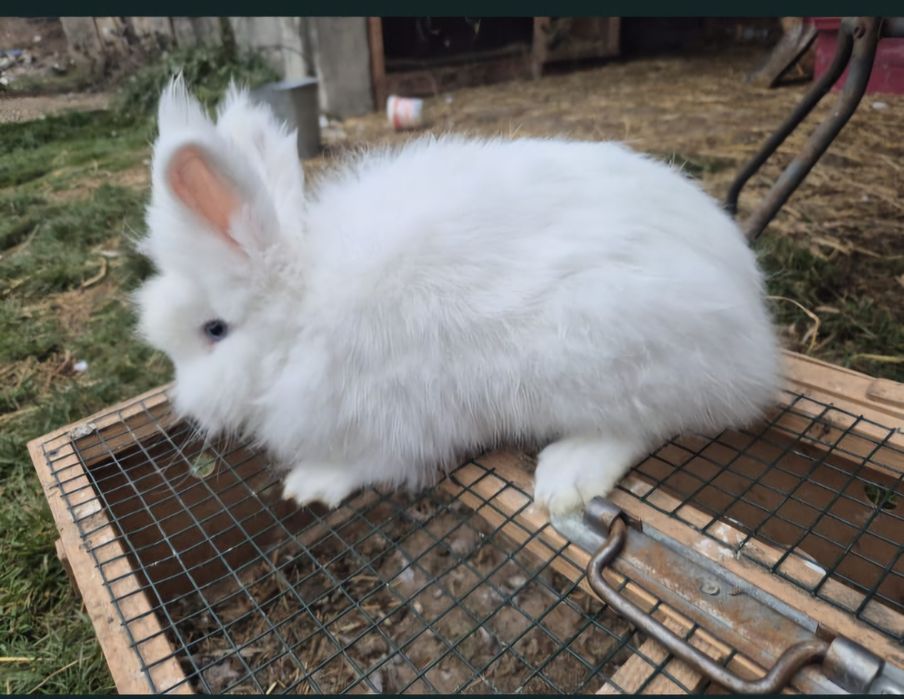 Vând mascul cap de leu