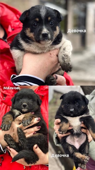 Отдам щенков в хорошие руки