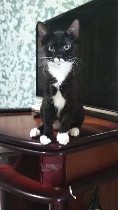 Отдам котят в хорошие руки
