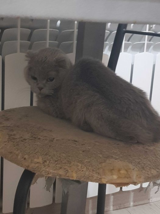 Отдам кошек в хорошие руки