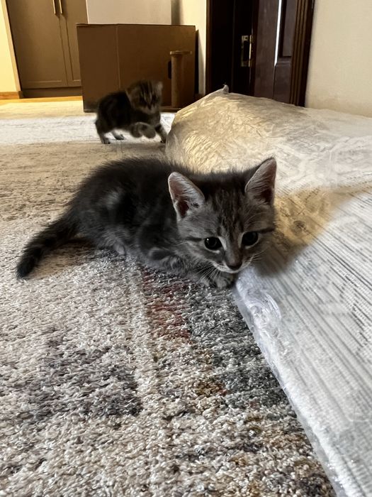 Котята породистые
