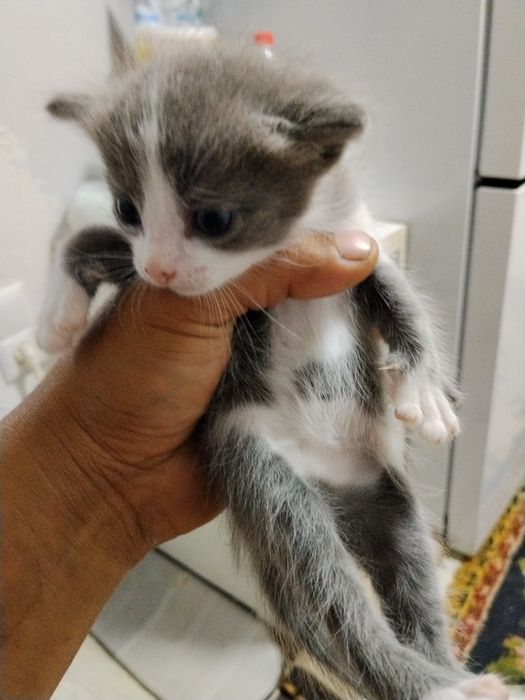 Котята-крысыловы