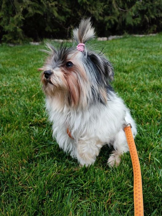 Йоркширски териер-Бивер