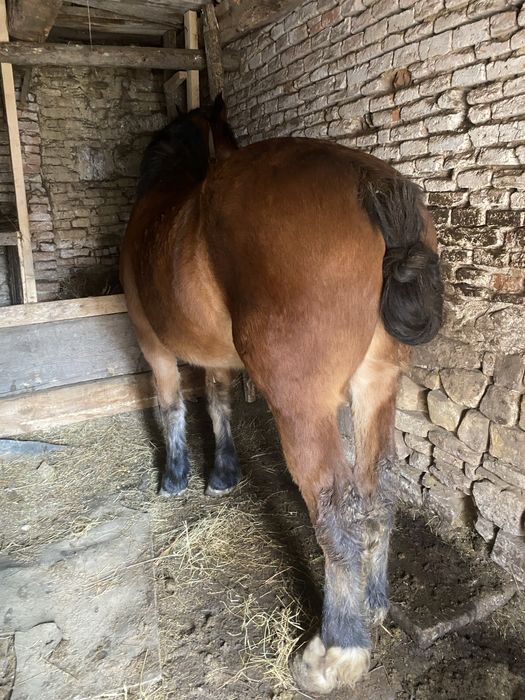 Vand manza de vanzare