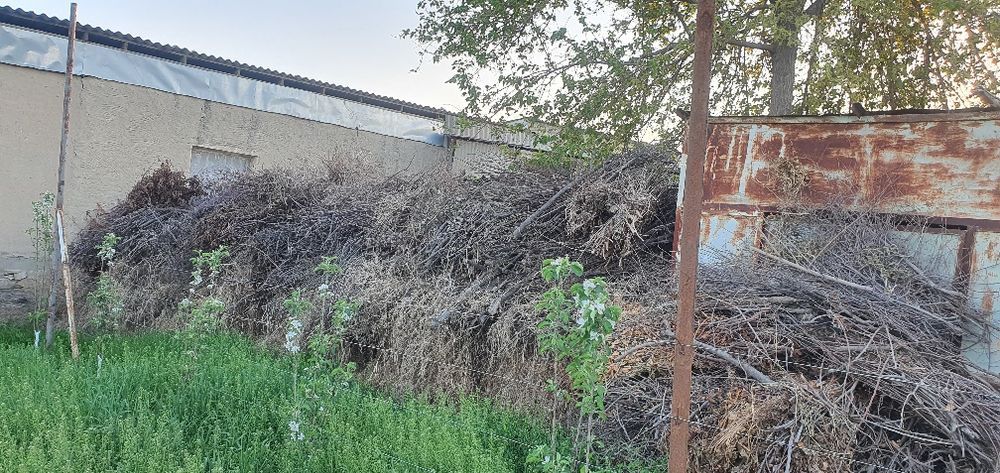 Mevali daraxtlar shoxlari sotiladi