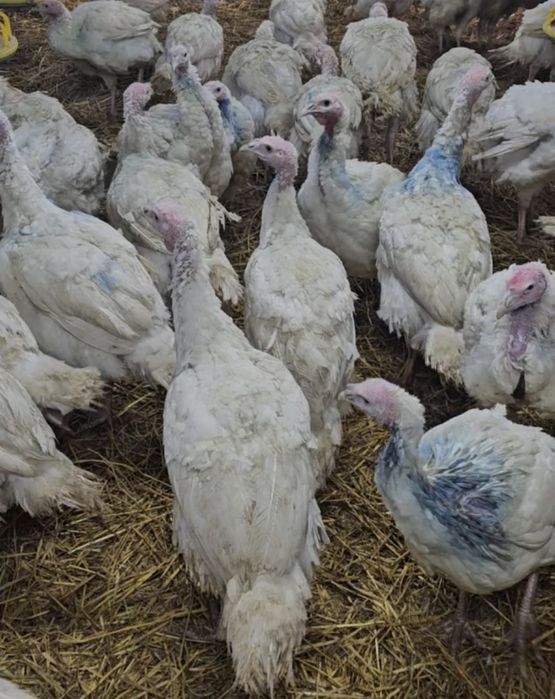 Curcani  bio pentru Crăciun