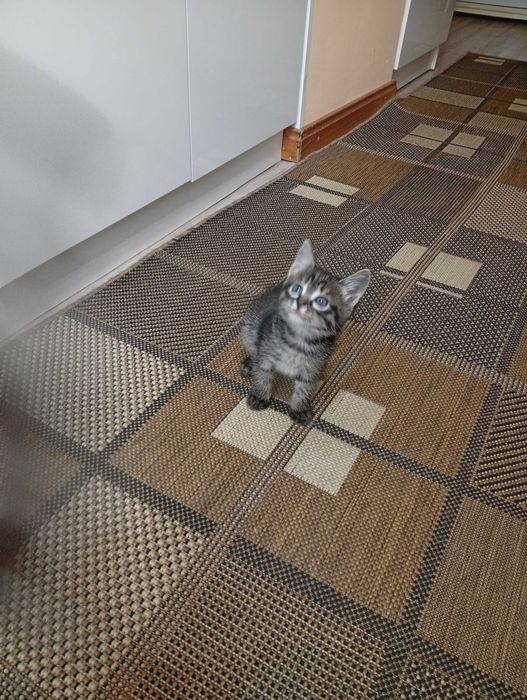 Отдам котят в добрые руки