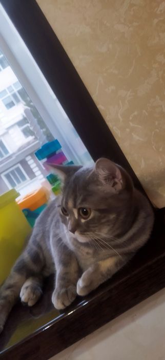 Отдам британского котенка