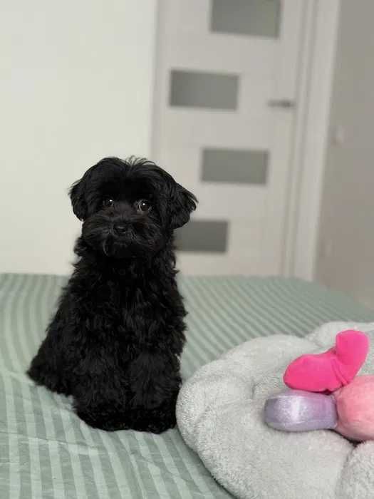 Щенки Мальтипу в черном окрасе