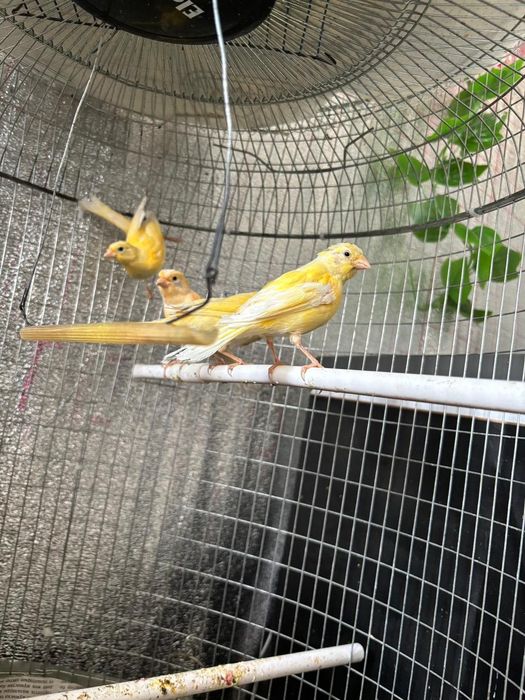 Канорейка  продаётся  лимон молодёжь