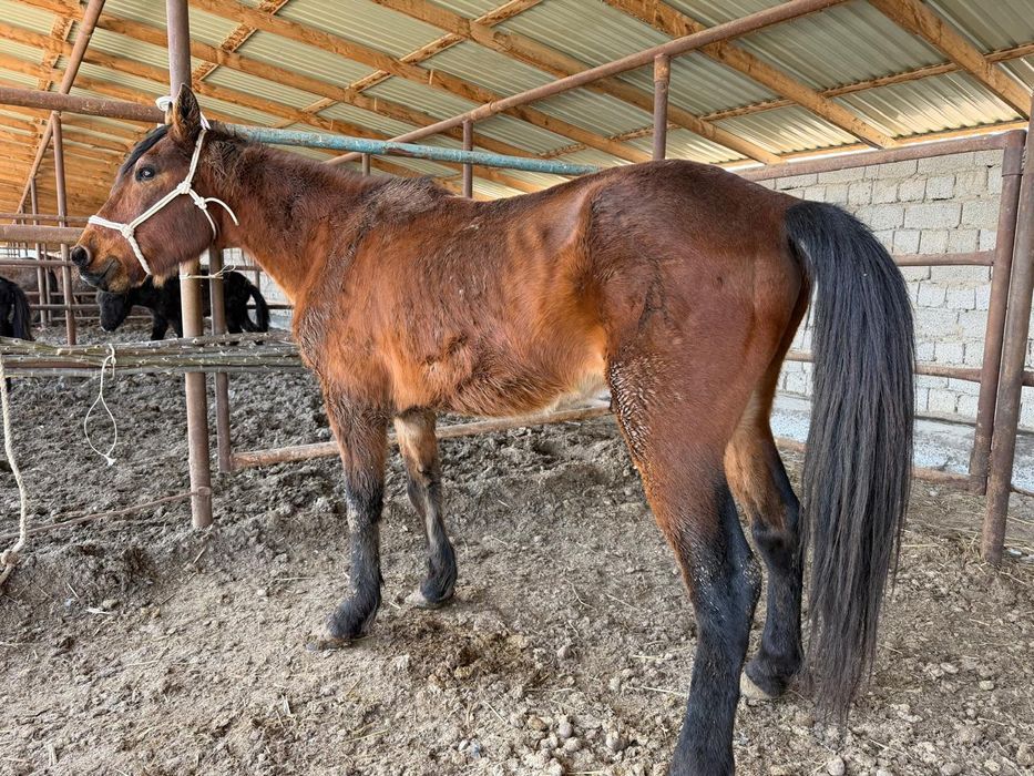 Мінгі торы Төбелі Жылқы