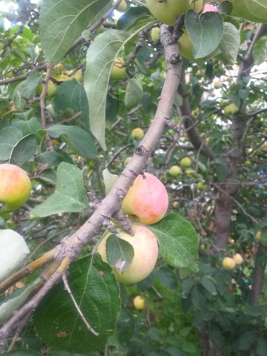 Тыква, вишня, сухофрукты, облепиха