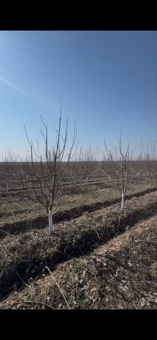 Яблоневый сад 5 га