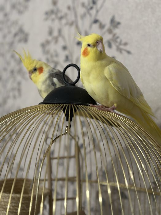 Пара корелл с клеткой