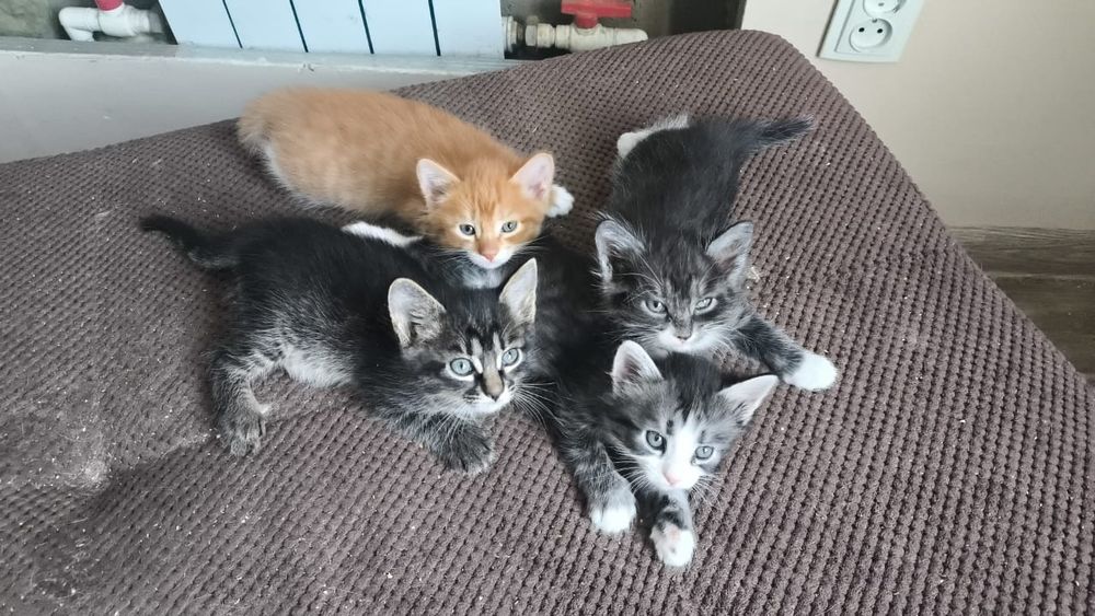 Котята полупородистые