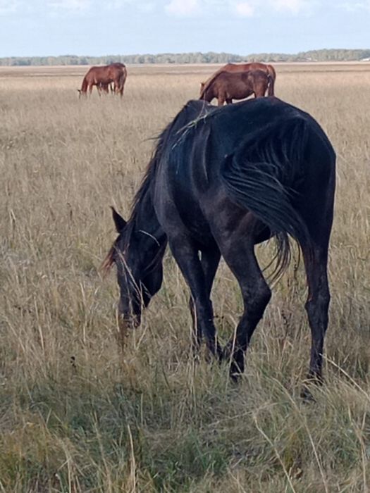 Продам кобылу 4,5 года