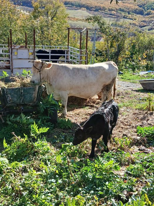 Vând vaca cu vitel belgian