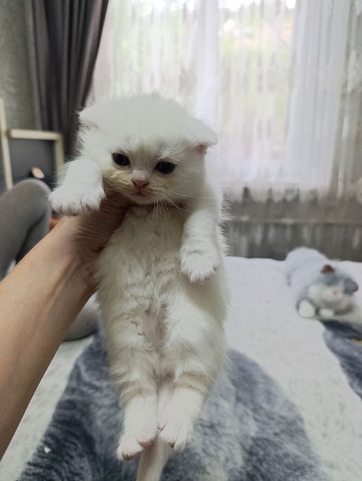 продаются  чистокровные шатладские котята