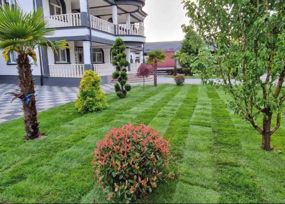 Chiparos Leylandii este un conifer de talie medie, din familia Cupress