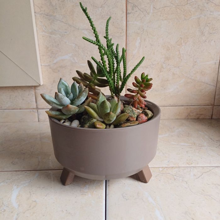 Суккуленты. Цветы в горшках  Минисад.