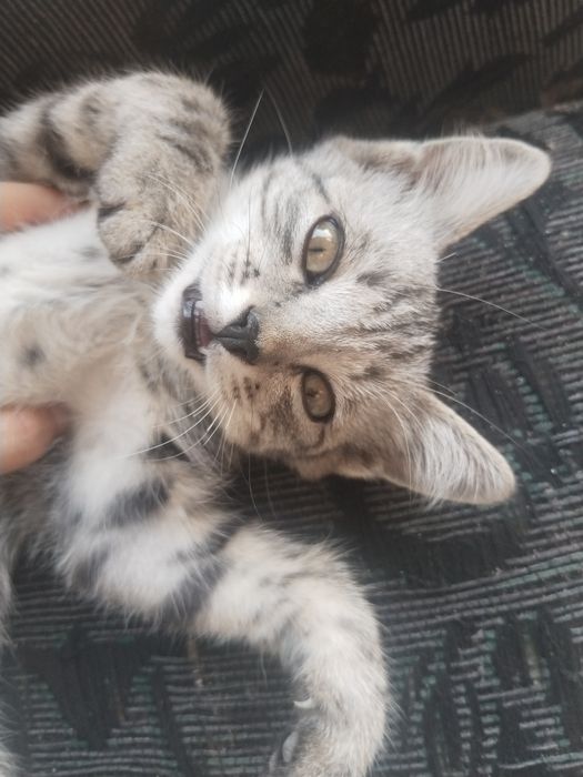 Отдам котёнок бесплатно (мальчик)