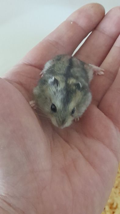 Джунгарского хомячка