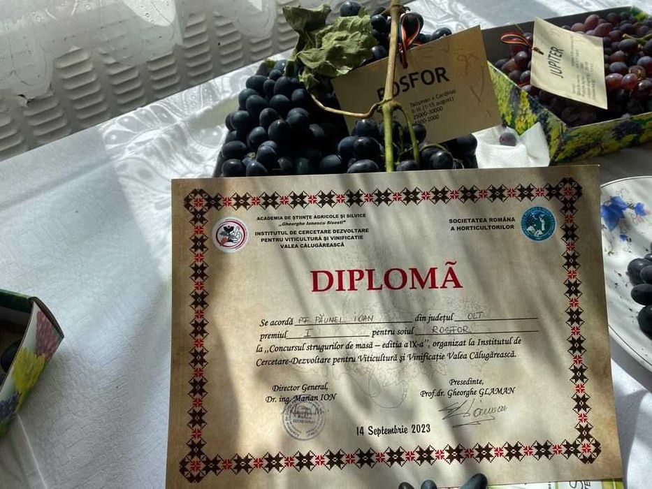 Struguri de masa cu bob mare calitatea 1 albi/rosii