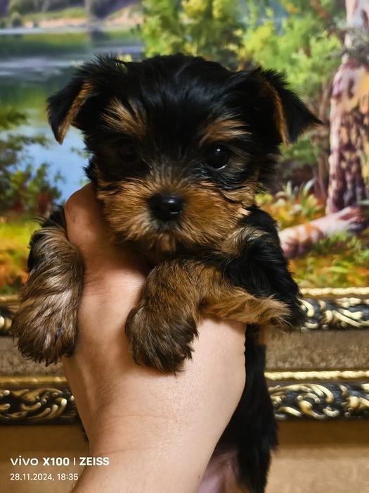 Очаровательные щенки Йорка.