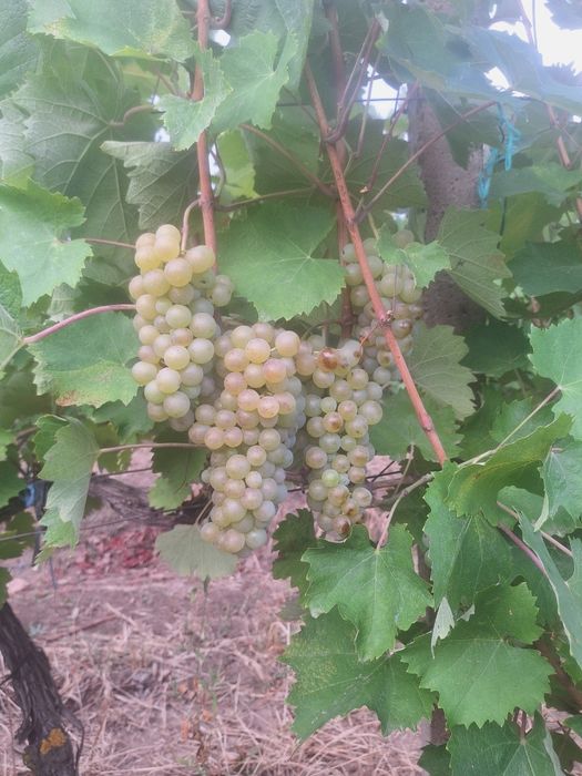Stuguri de vin de vinzare