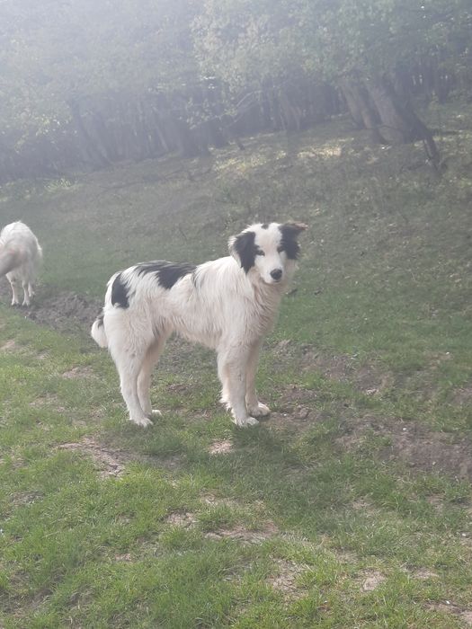 Vând  doi berbecuți