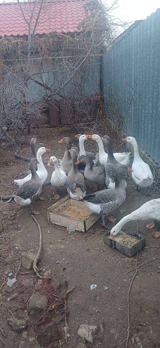 Продам домашние гуси