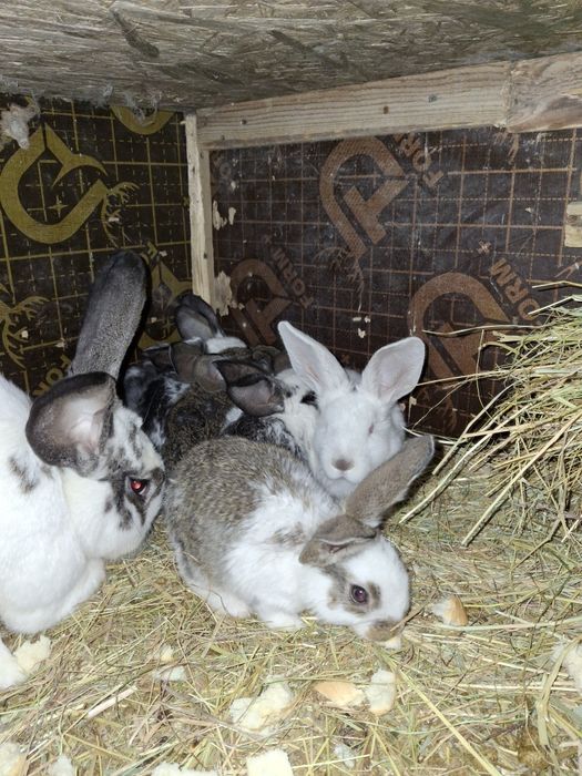 Iepurașii de 7 săptămâni și masculi de 5 luni