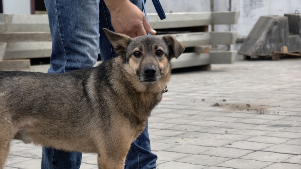 Пёс только в заботливые руки