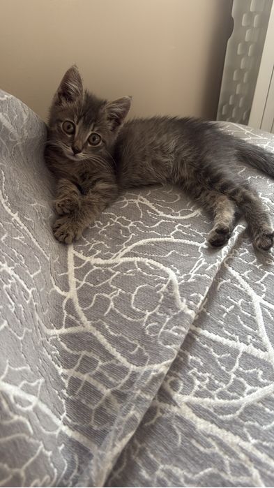 Котенок с доставкой!