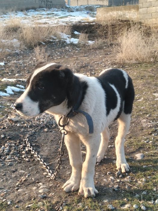 Алабай 3 айлык ургашы