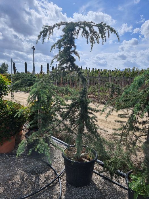 Chamaecyparis leylandii- catalpa - pin pe picior- cedru - salcam globu